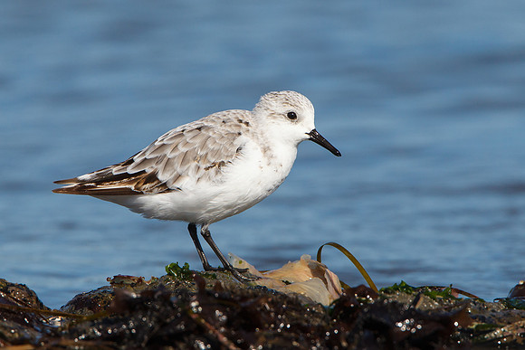 Sanderling