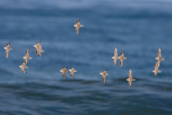Snowy Plovers