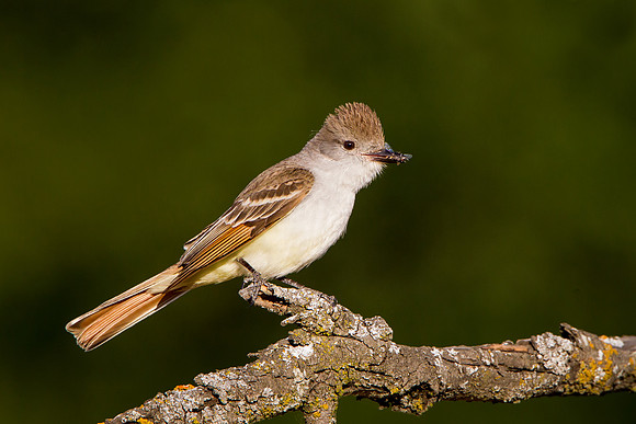 Ash-throated Flycatcher, with insect