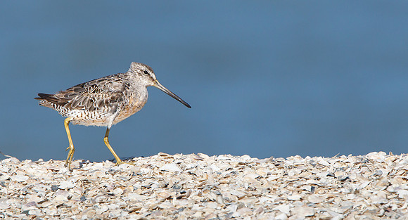 Dowitcher
