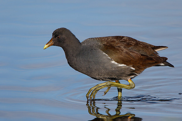 Common Moorhen (Gallinule) , juvenile/immature