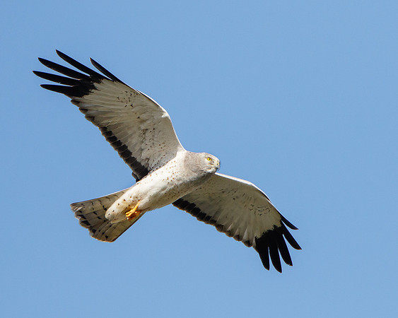 Northern Harrier, male