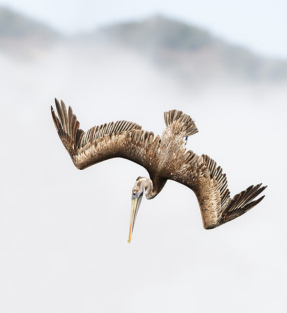 Brown Pelican, juvenile diving