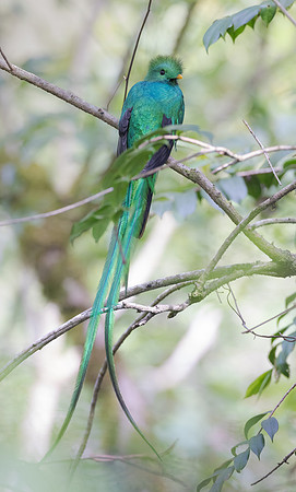 Resplendent Quetzal