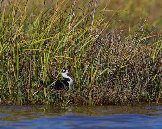 Black-necked Stilt, at nest