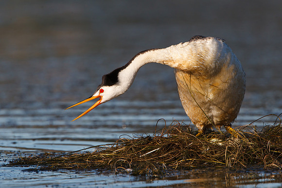 Clark's Grebe, definding nest