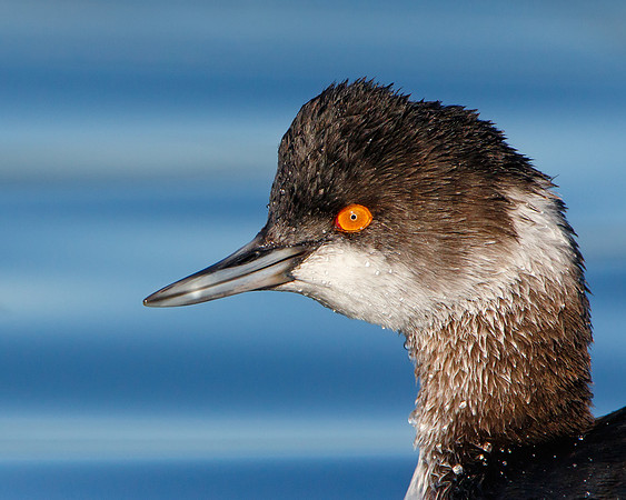Eared Grebe