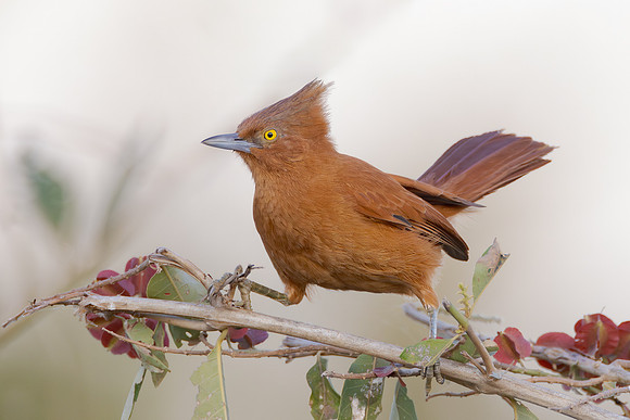 Rufous Cacholote