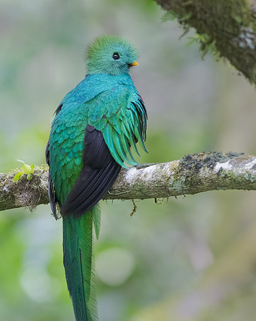 Resplendent Quetzal