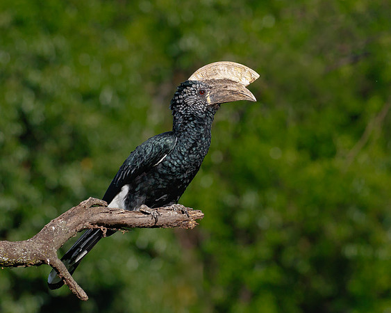 Silvery-cheeked Hornbill