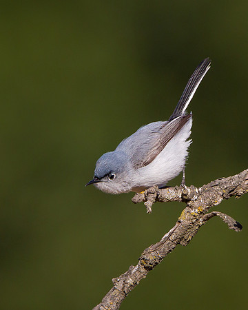 Blue-gray Gnatcatcher