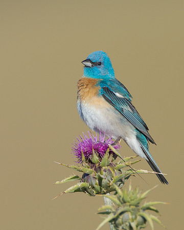 Lazuli Bunting