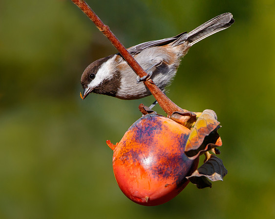 Chestnut-backed Chickadee