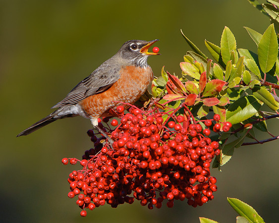 American Robin, feeding on toyon berry
