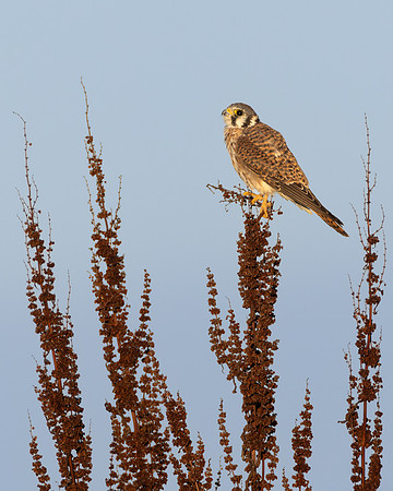 American Kestrel