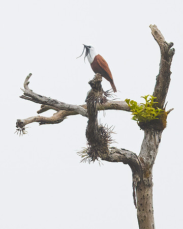 Three-wattled Bellbird
