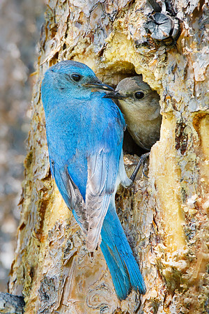 Mountain Bluebirds, male and female at nest