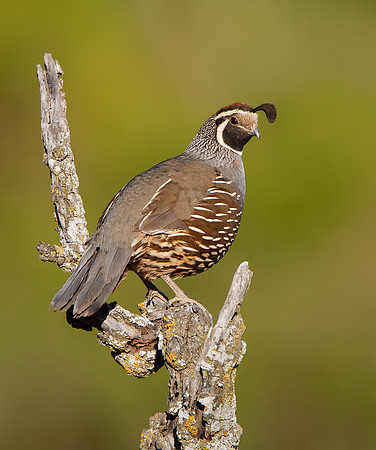 California Quail