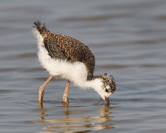 Black-necked Stilt, juvenile feeding
