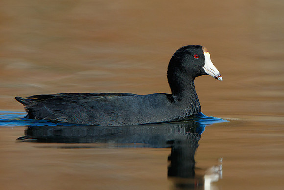 American Coot