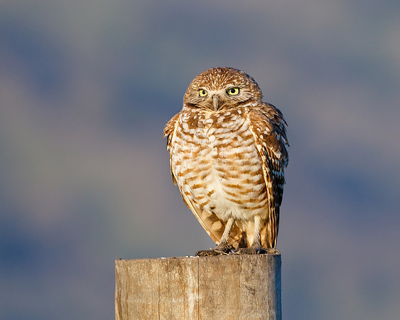 Burrowing Owl