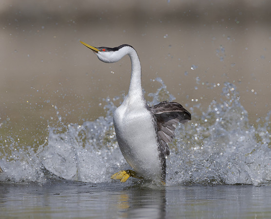 Western Grebe