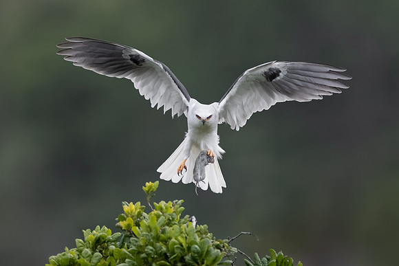 White-tailed Kite, with vole