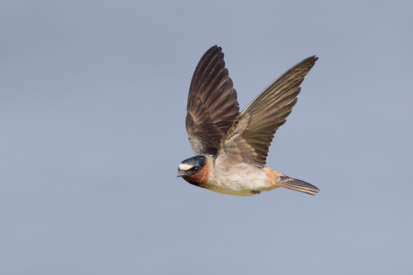 Cliff Swallow