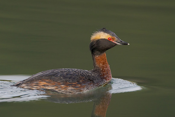 Horned Grebe
