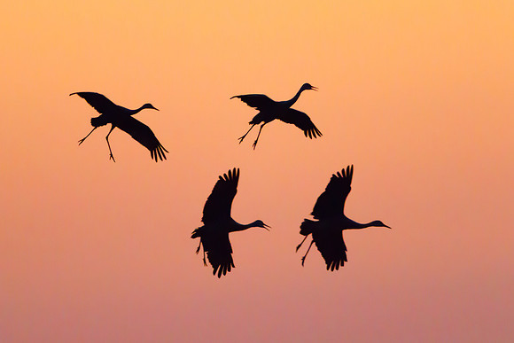 Sandhill Cranes, sunset silhouette