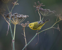 Yellow Warbler
