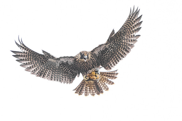 Peregrine Falcon, juvenile with Robin