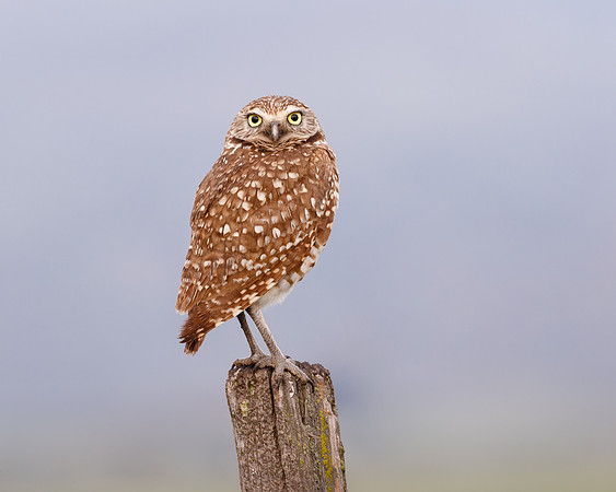 Burrowing Owl