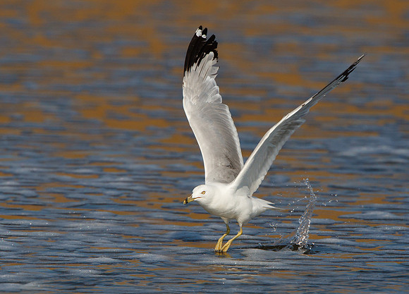 Ring-billed Gull
