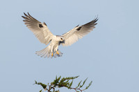 White-tailed Kite