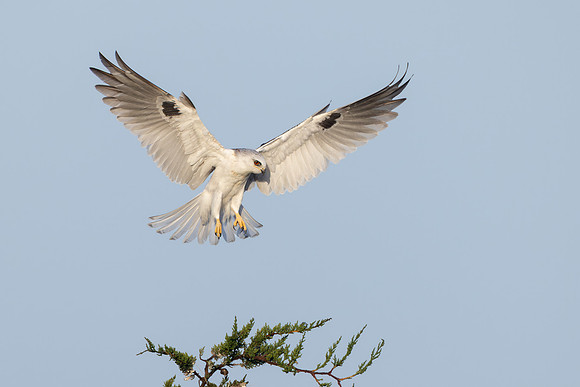 White-tailed Kite