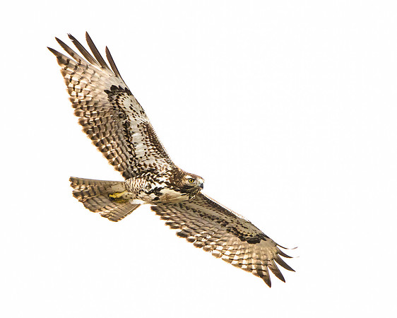 Red-tailed Hawk