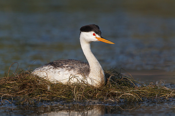 Clark's Grebe, on nest