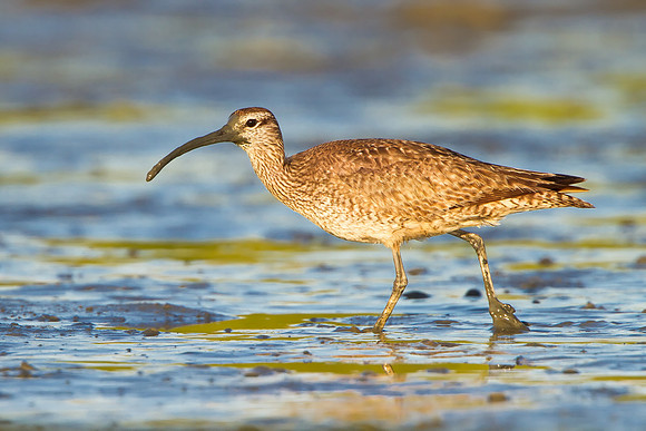 Whimbrel