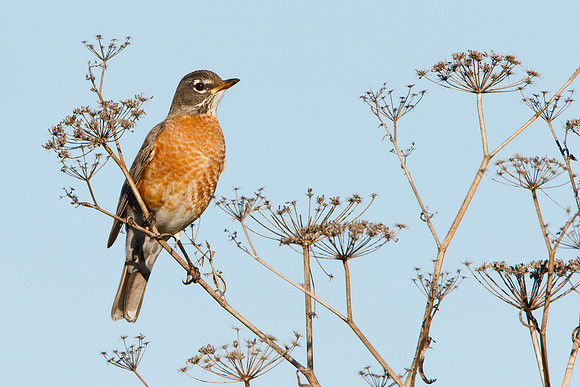 American Robin