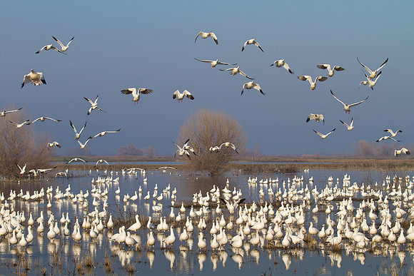 Ross's Goose