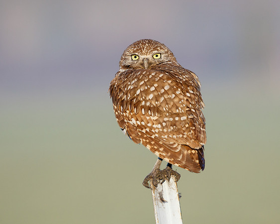 Burrowing Owl