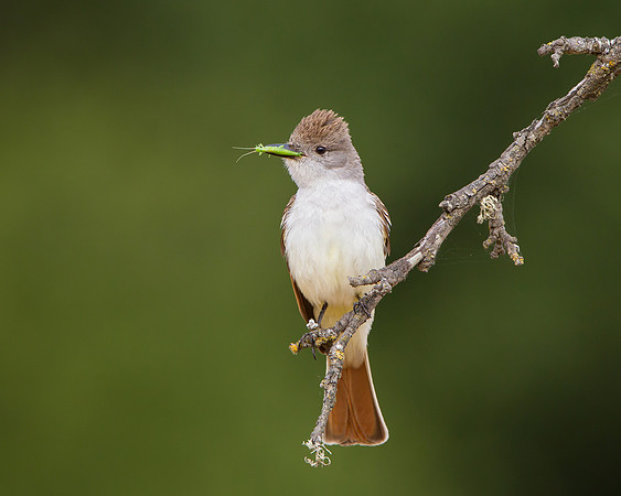 Ash-throated Flycatcher, with insect