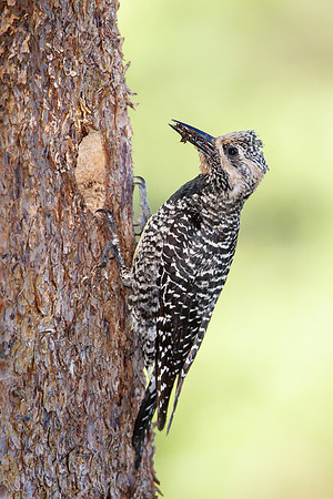Williamson's Sapsucker, female delivering insects to nest