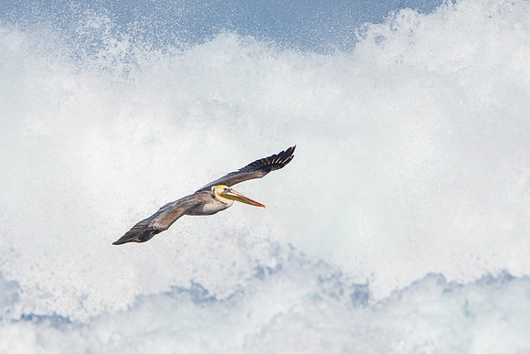 Brown Pelican