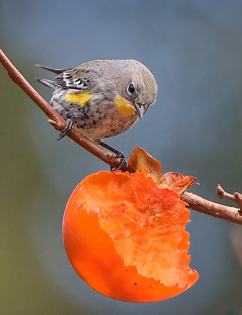 Yellow-rumped Warbler