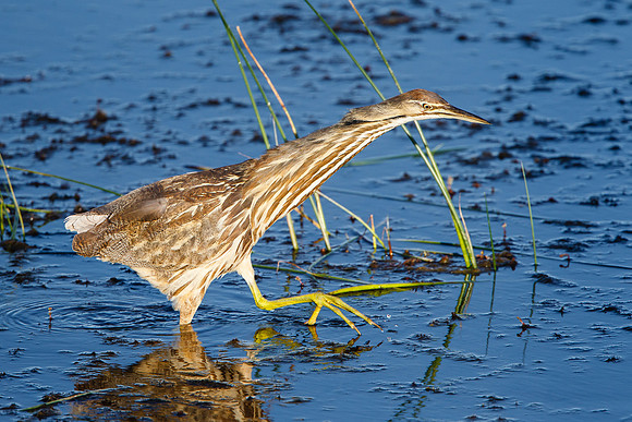 American Bittern