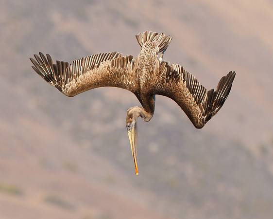 Brown Pelican, juvenile diving