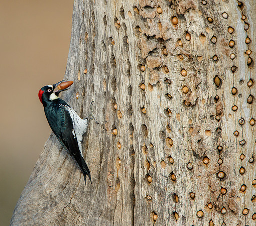 Acorn Woodpecker, at granary tree