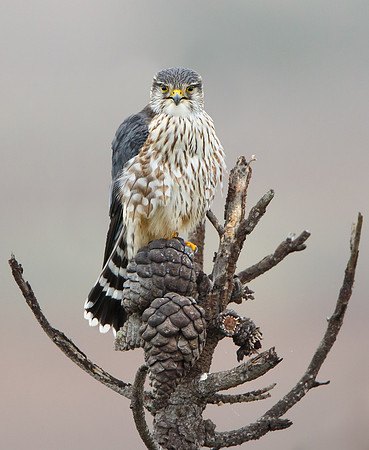 Merlin
